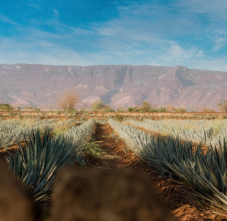 Agave field in Jalisco