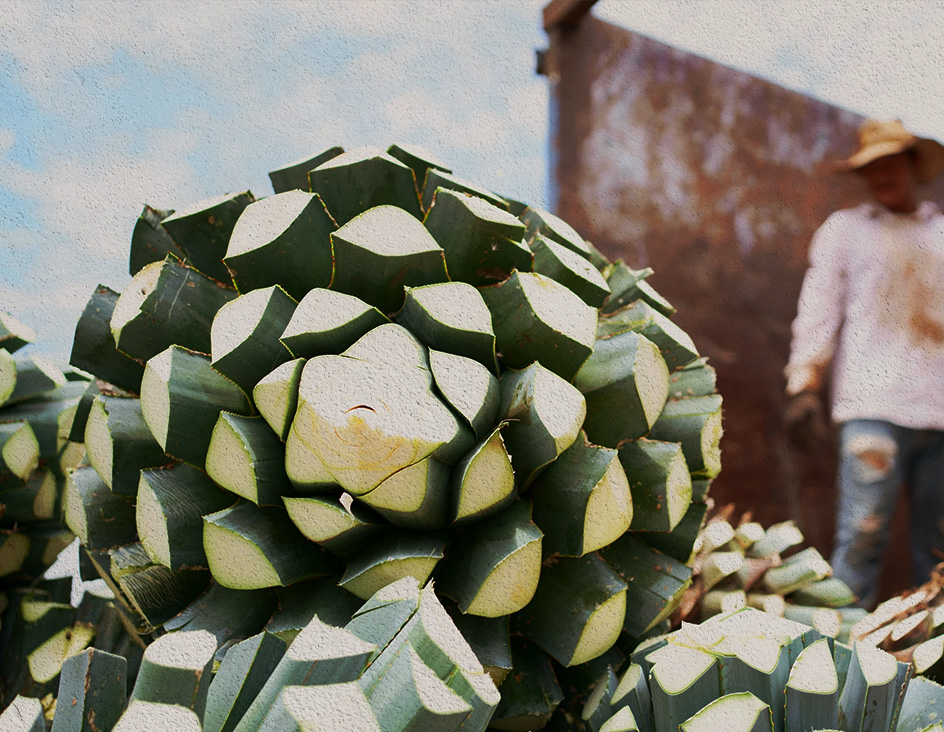 Agave heart