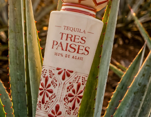 Tres Países bottle among agaves