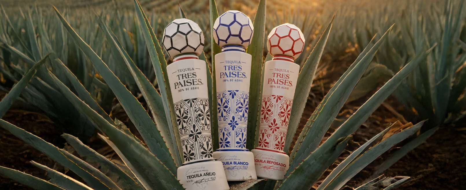 Tres Países tequila collection among agaves